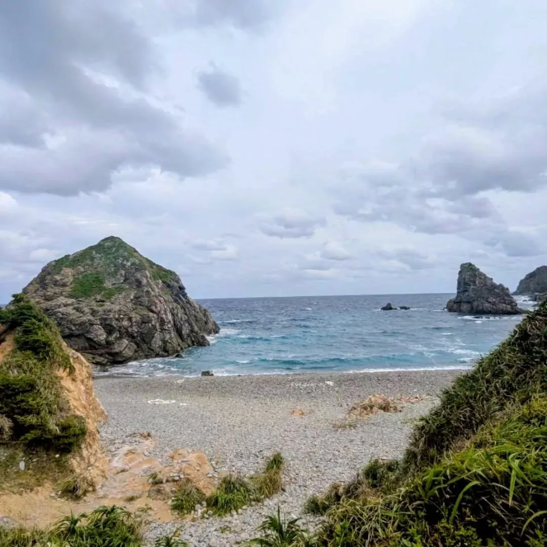 ❄️冬の奄美大島で“ひっつき虫”の恵みを。