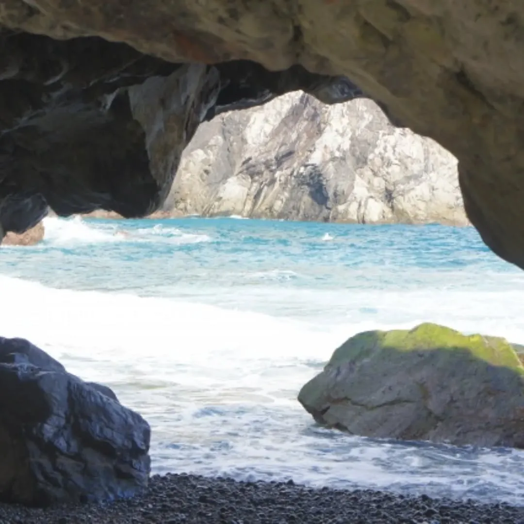 ❄️冬の奄美大島で“ひっつき虫”の恵みを。