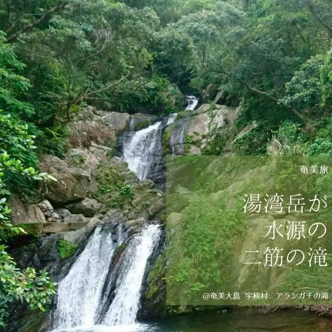 冬の奄美大島に、ひとさじのパワーを。