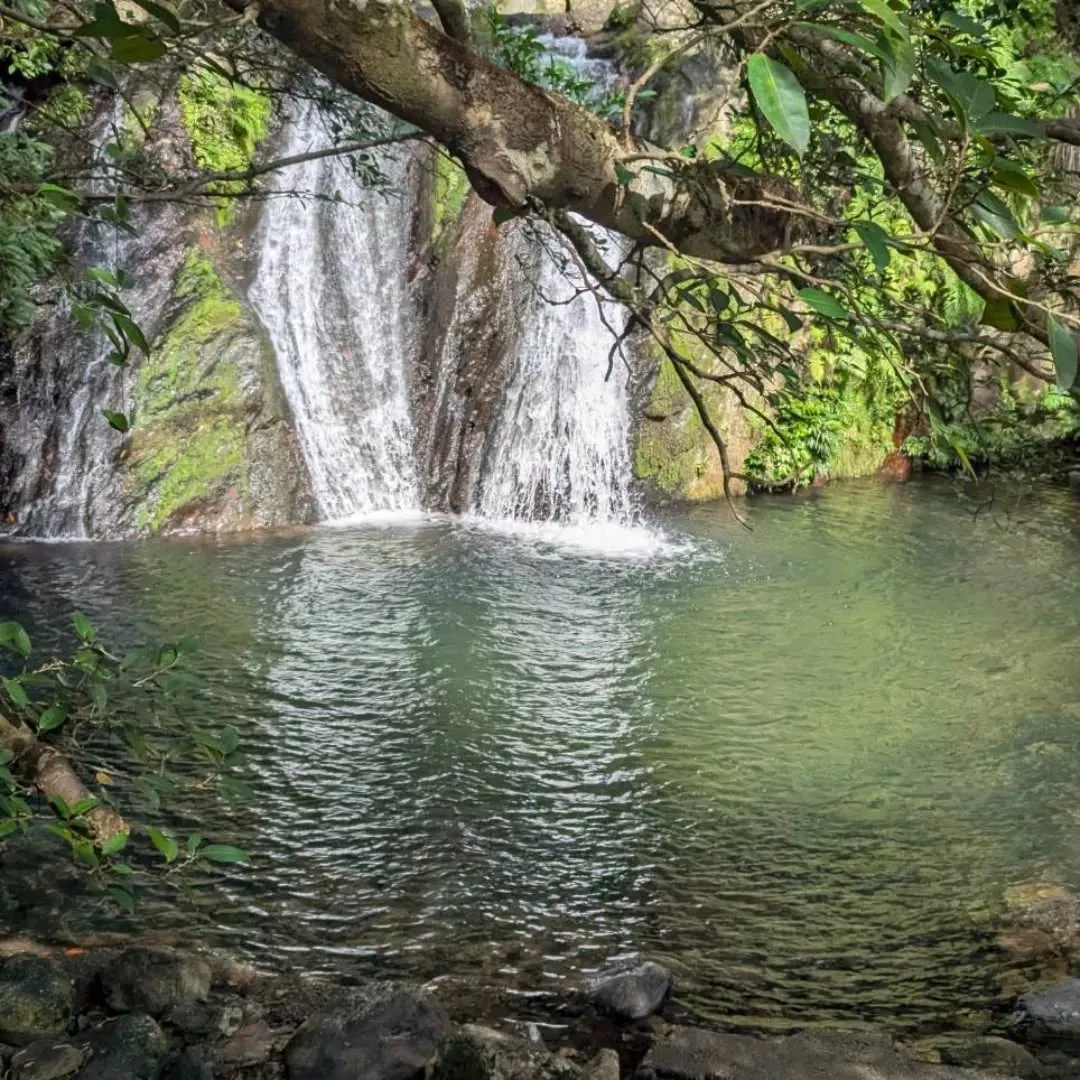 冬の奄美大島に、ひとさじのパワーを。