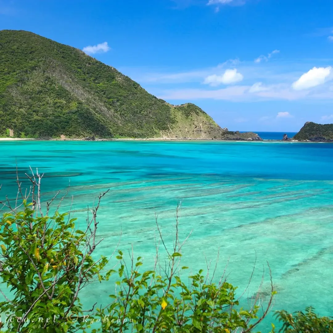 【センダン草をご利用いただいた皆さまの声🌿】